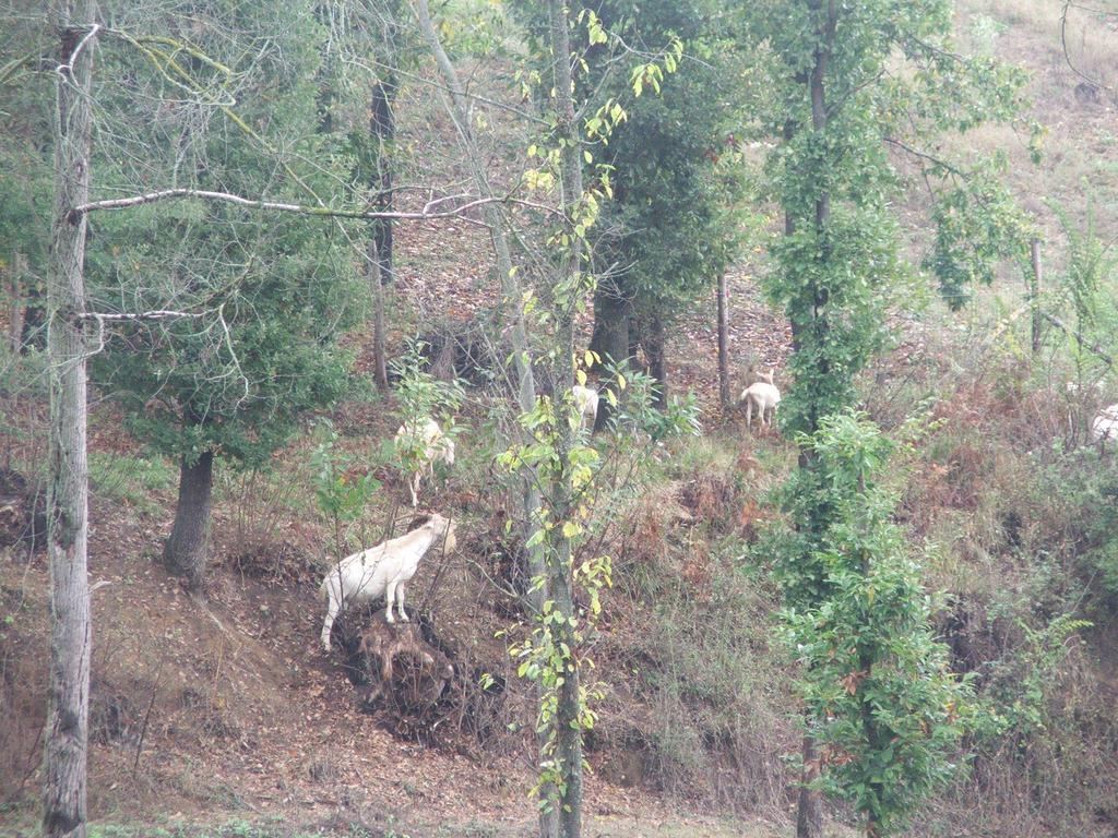 아키테르메 Agriturismo Cascina Aurora 빌라 외부 사진