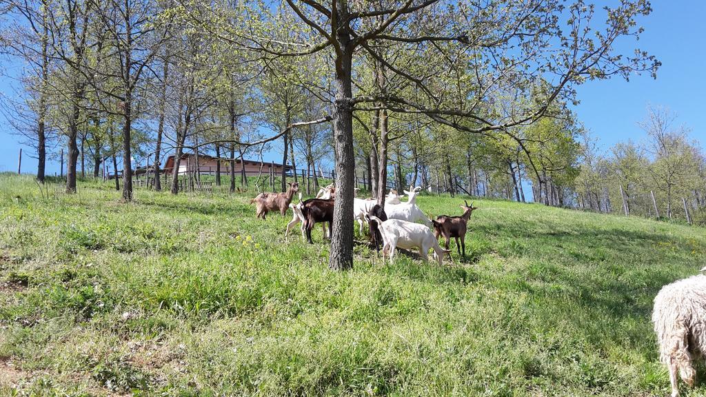 아키테르메 Agriturismo Cascina Aurora 빌라 외부 사진