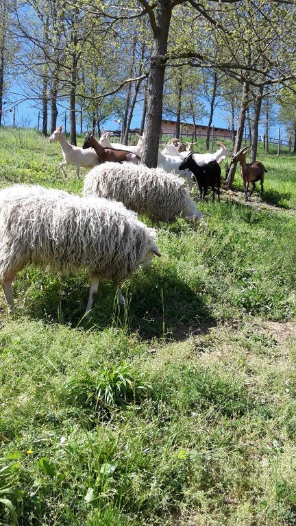 아키테르메 Agriturismo Cascina Aurora 빌라 외부 사진